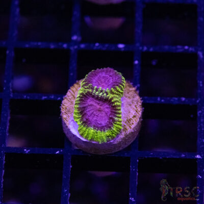 Spacemonkey Favia M04