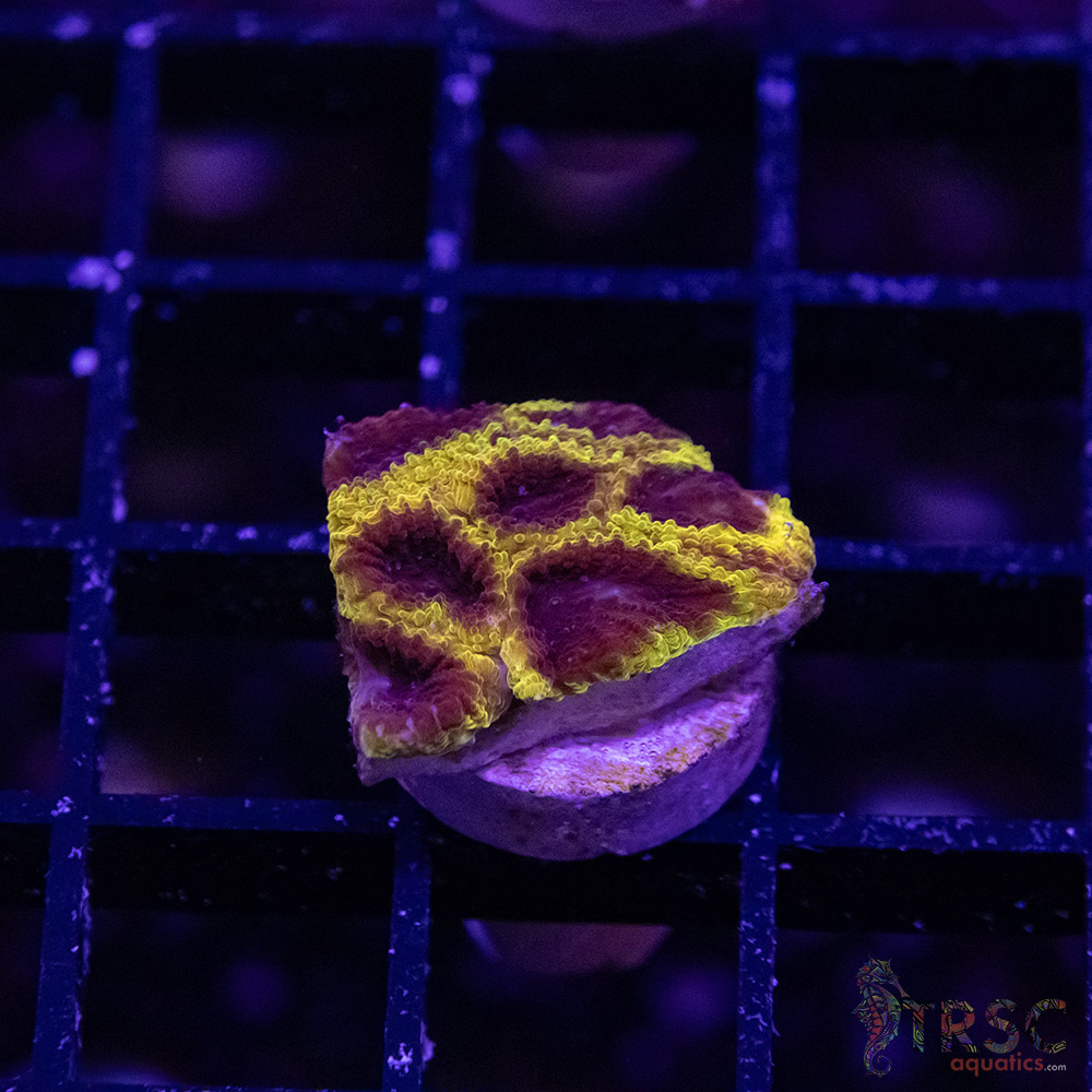 Wolverine Favia M05 - Image 1