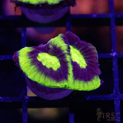 Toxic Dragon Soul Favia V01