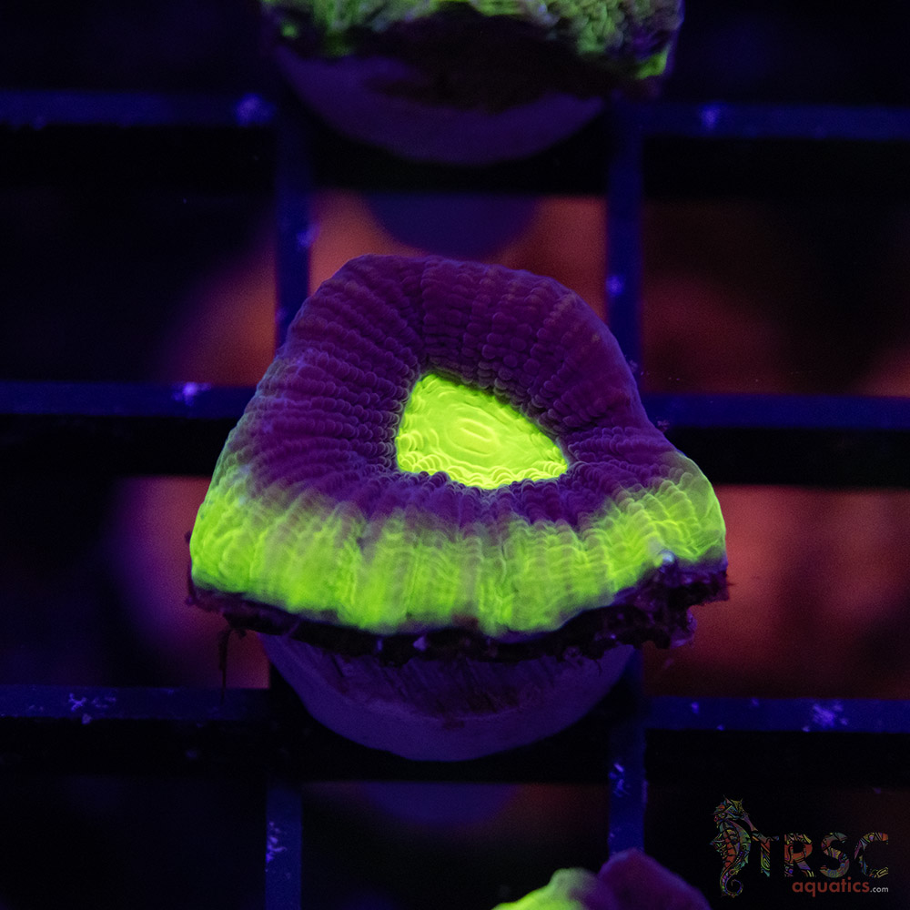 Toxic Dragon Soul Favia V02 - Image 1