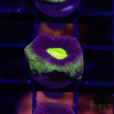 Toxic Dragon Soul Favia V03