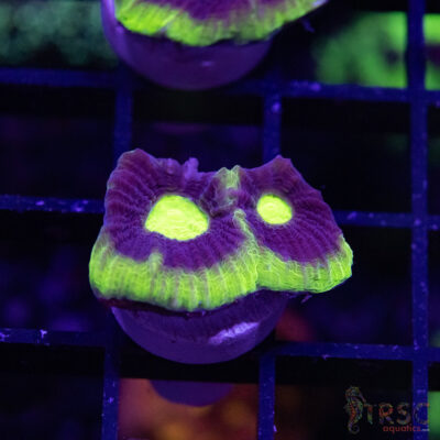 Toxic Dragon Soul Favia V04