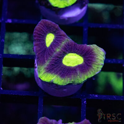 Toxic Dragon Soul Favia V05