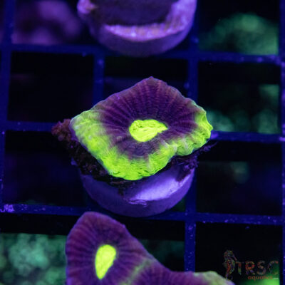 Toxic Dragon Soul Favia V06