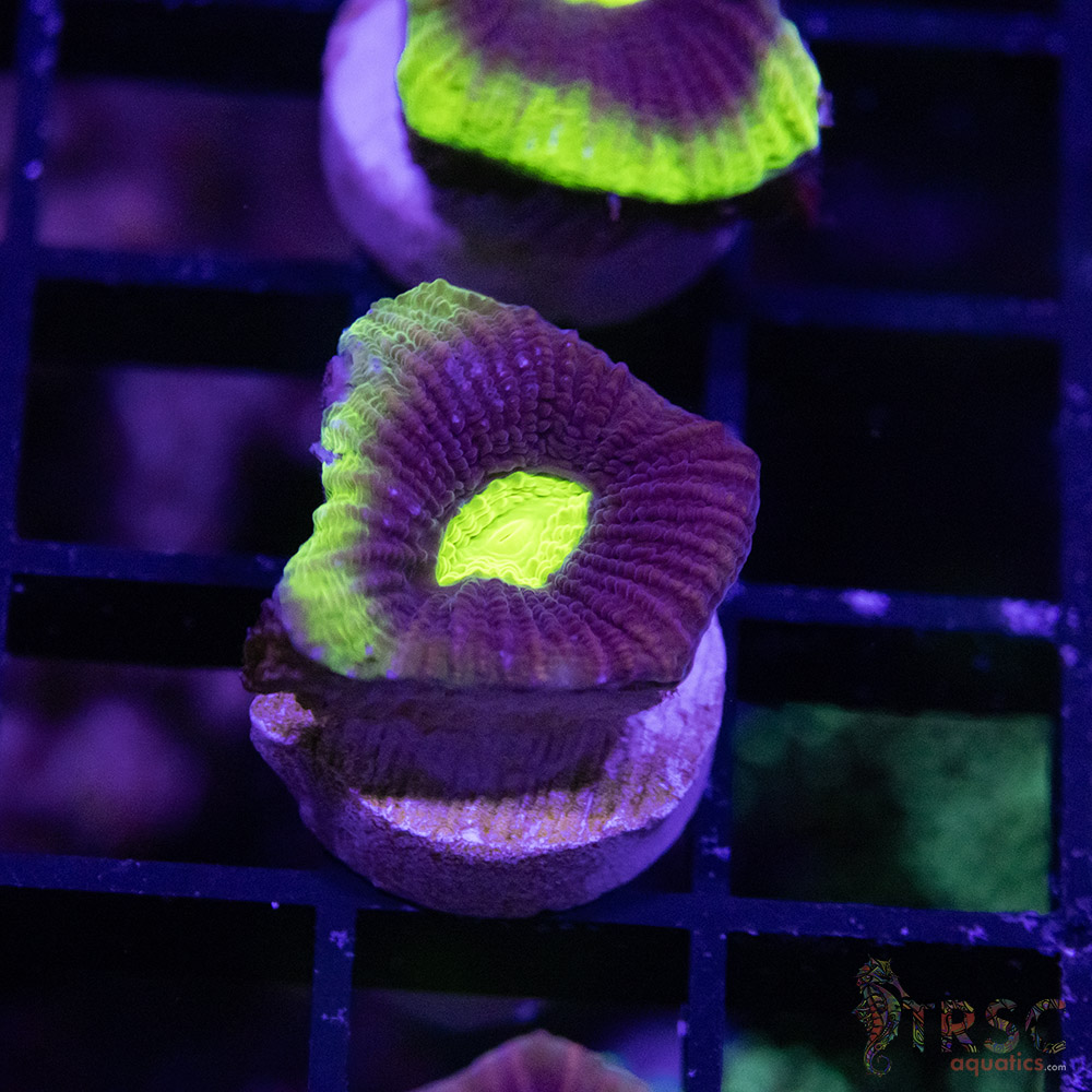 Toxic Dragon Soul Favia V07 - Image 1