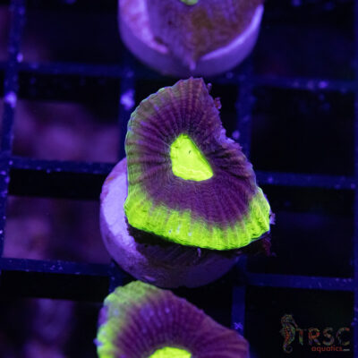 Toxic Dragon Soul Favia V08