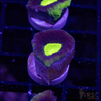 Toxic Dragon Soul Favia V09