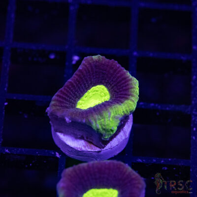 Toxic Dragon Soul Favia V10