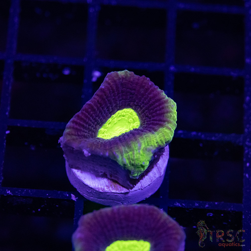 Toxic Dragon Soul Favia V10 - Image 1