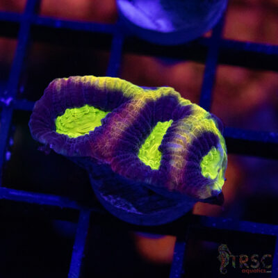 Dragon Soul Favia W01