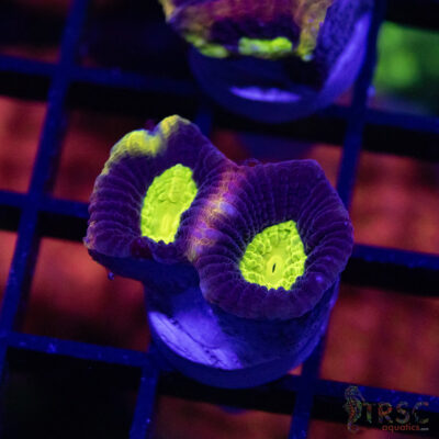 Dragon Soul Favia W02