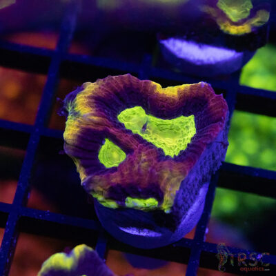 Dragon Soul Favia W03