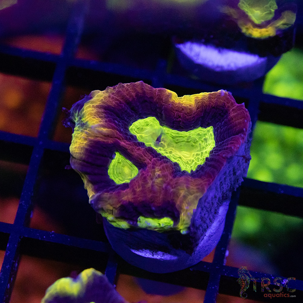 Dragon Soul Favia W03 - Image 1