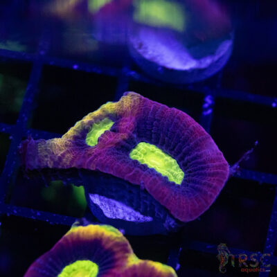 Dragon Soul Favia W05