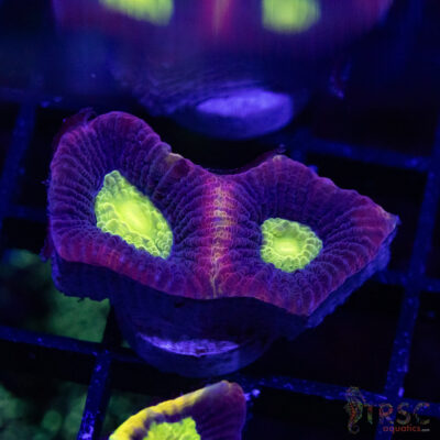 Dragon Soul Favia W07