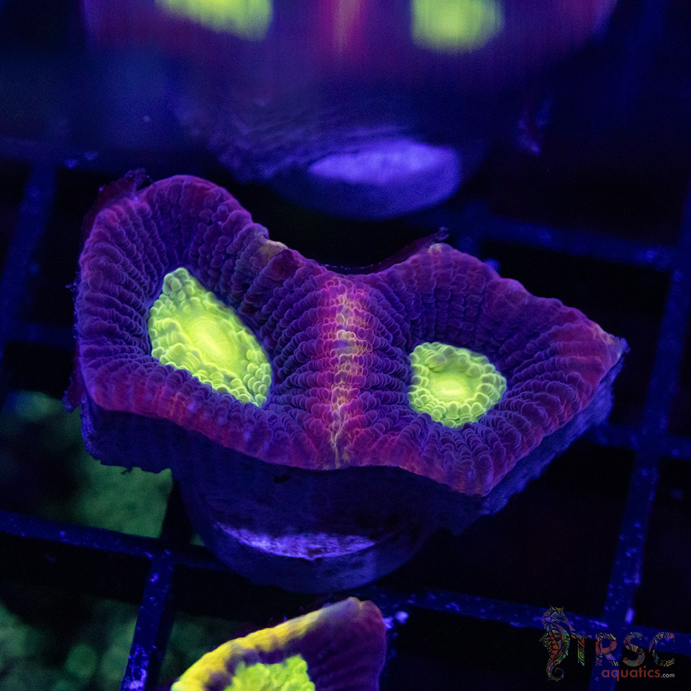 Dragon Soul Favia W07 - Image 1