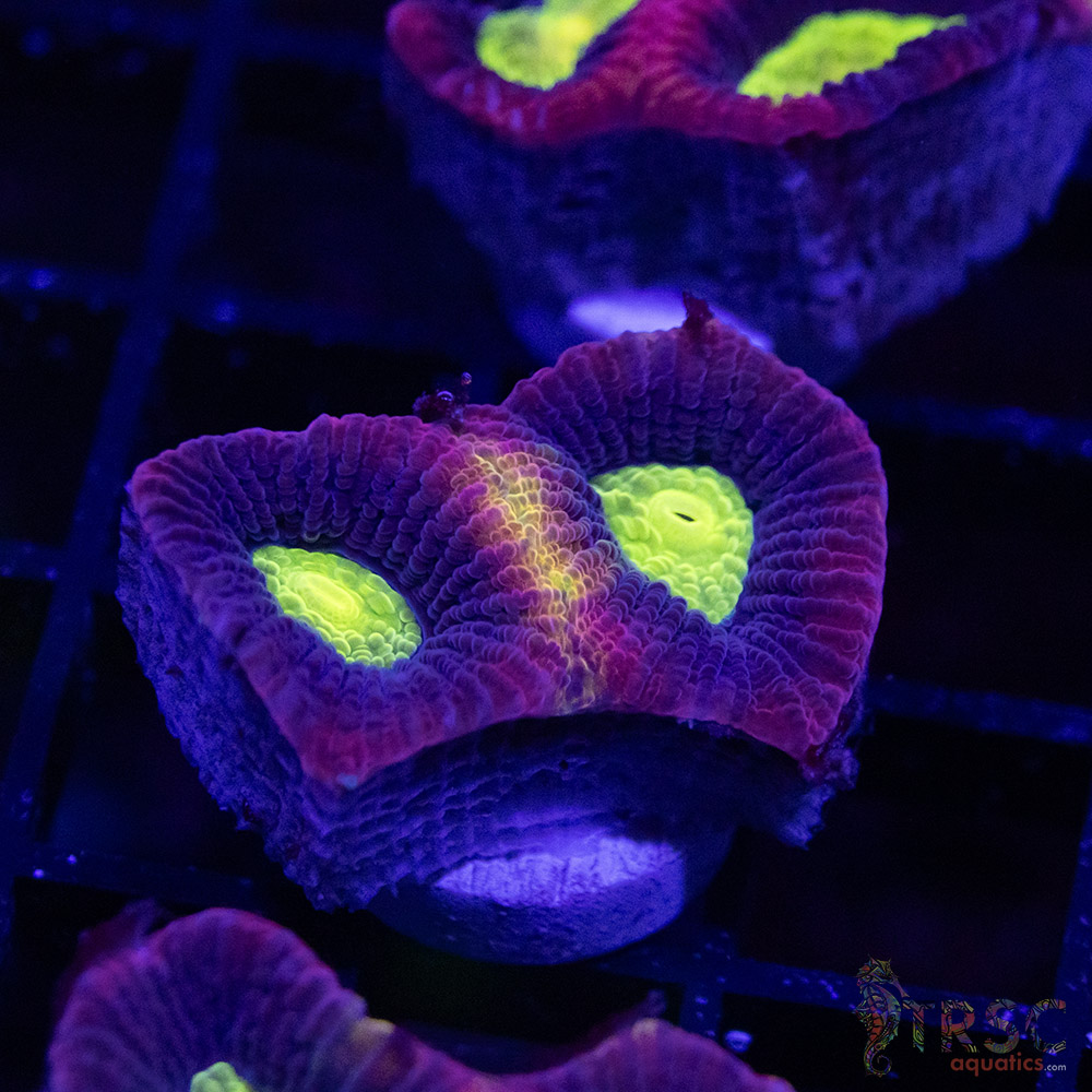 Dragon Soul Favia W08 - Image 1