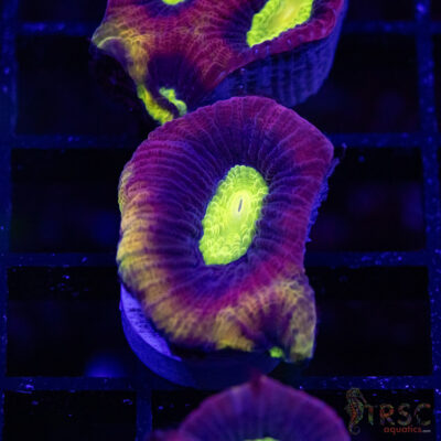 Dragon Soul Favia W09