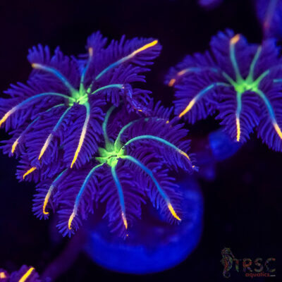 Firework Clove Polyps X02