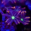 Firework Clove Polyps X03