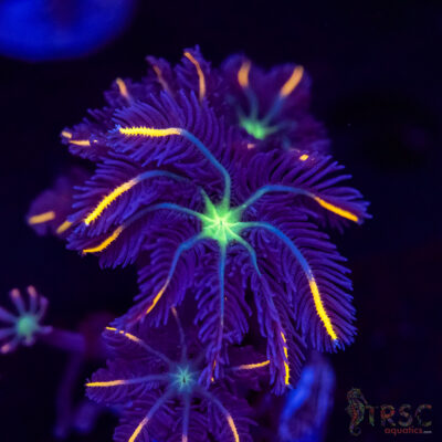 Firework Clove Polyps X04