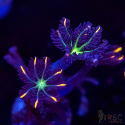Firework Clove Polyps X05