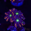 Firework Clove Polyps X06