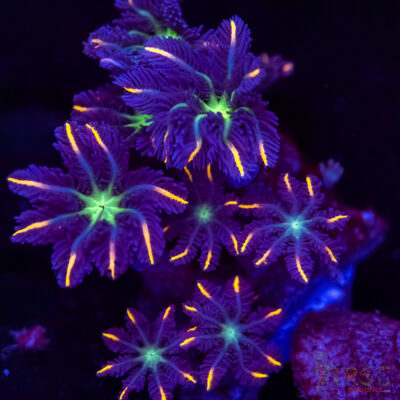 Firework Clove Polyps X07