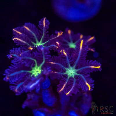 Firework Clove Polyps X08