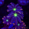 Firework Clove Polyps X10