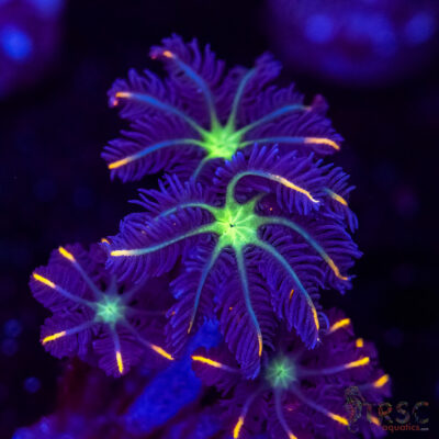Firework Clove Polyps X10