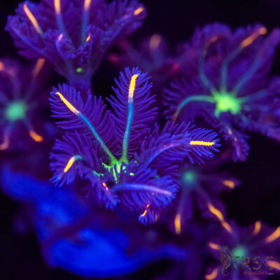 Firework Clove Polyps X11