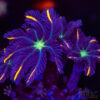 Firework Clove Polyps X12