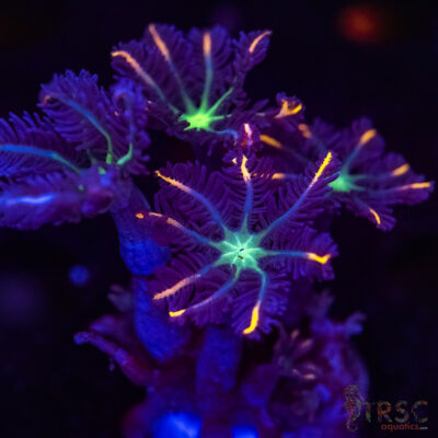 Firework Clove Polyps X13