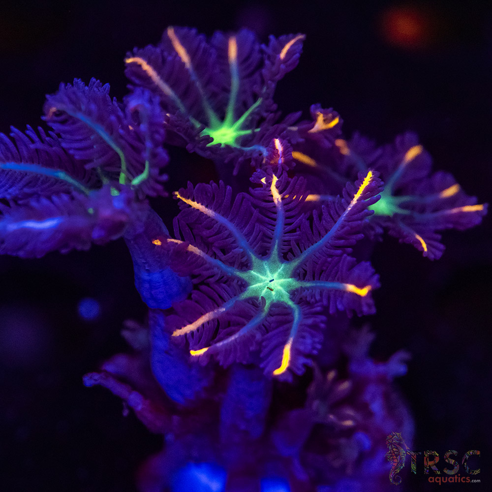 Firework Clove Polyps X13 - Image 1