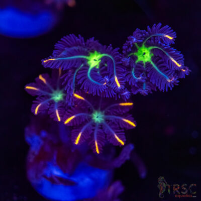 Firework Clove Polyps X14