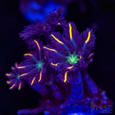 Firework Clove Polyps X15