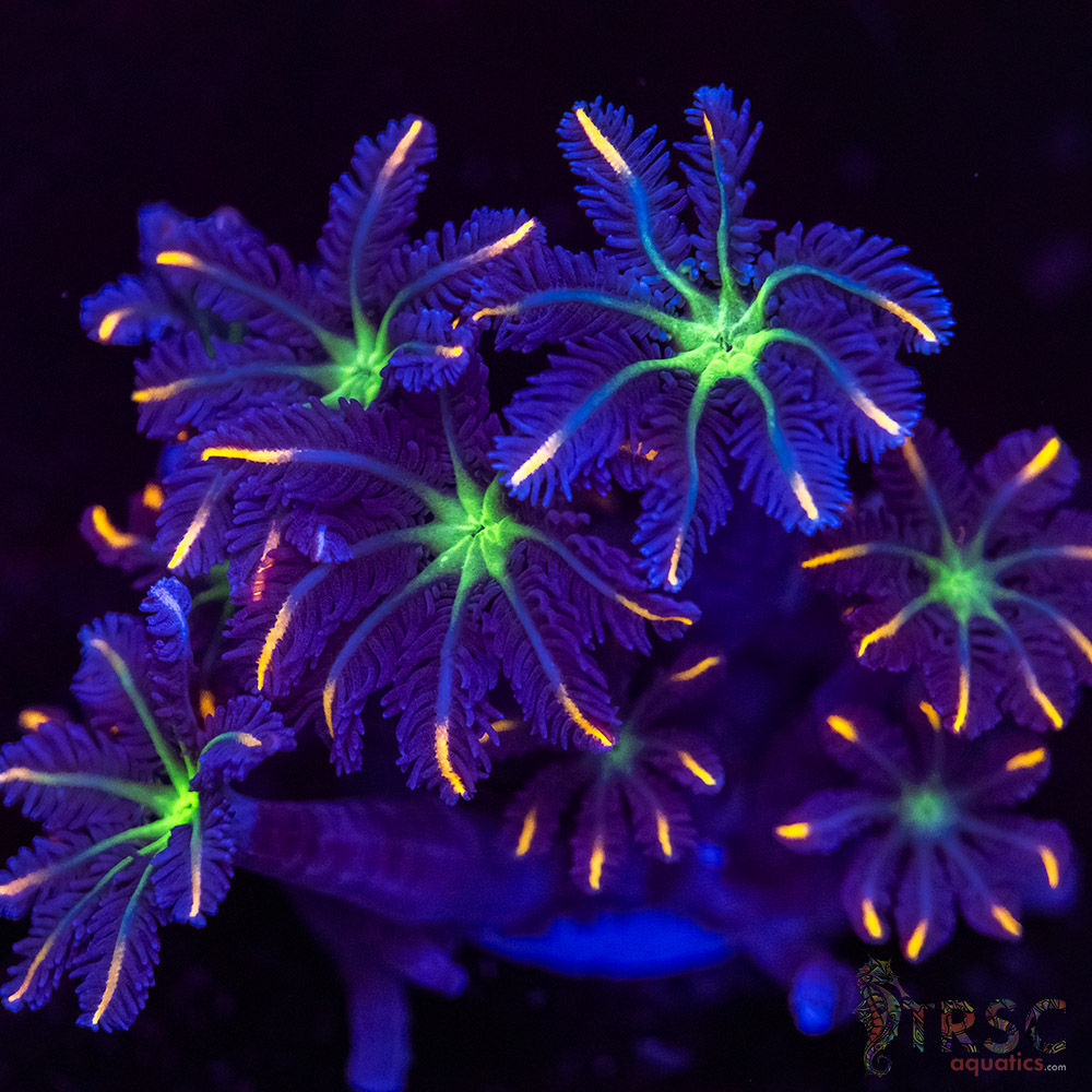 Firework Clove Polyps X17 3 Firework Clove Polyps X17