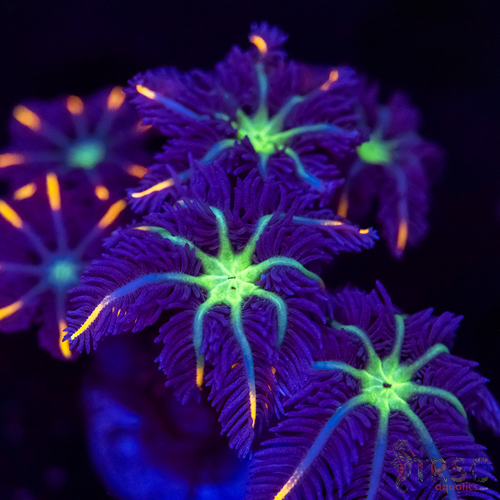 Firework Clove Polyps X18 3 Firework Clove Polyps X18