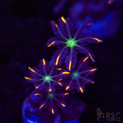 Firework Clove Polyps X20