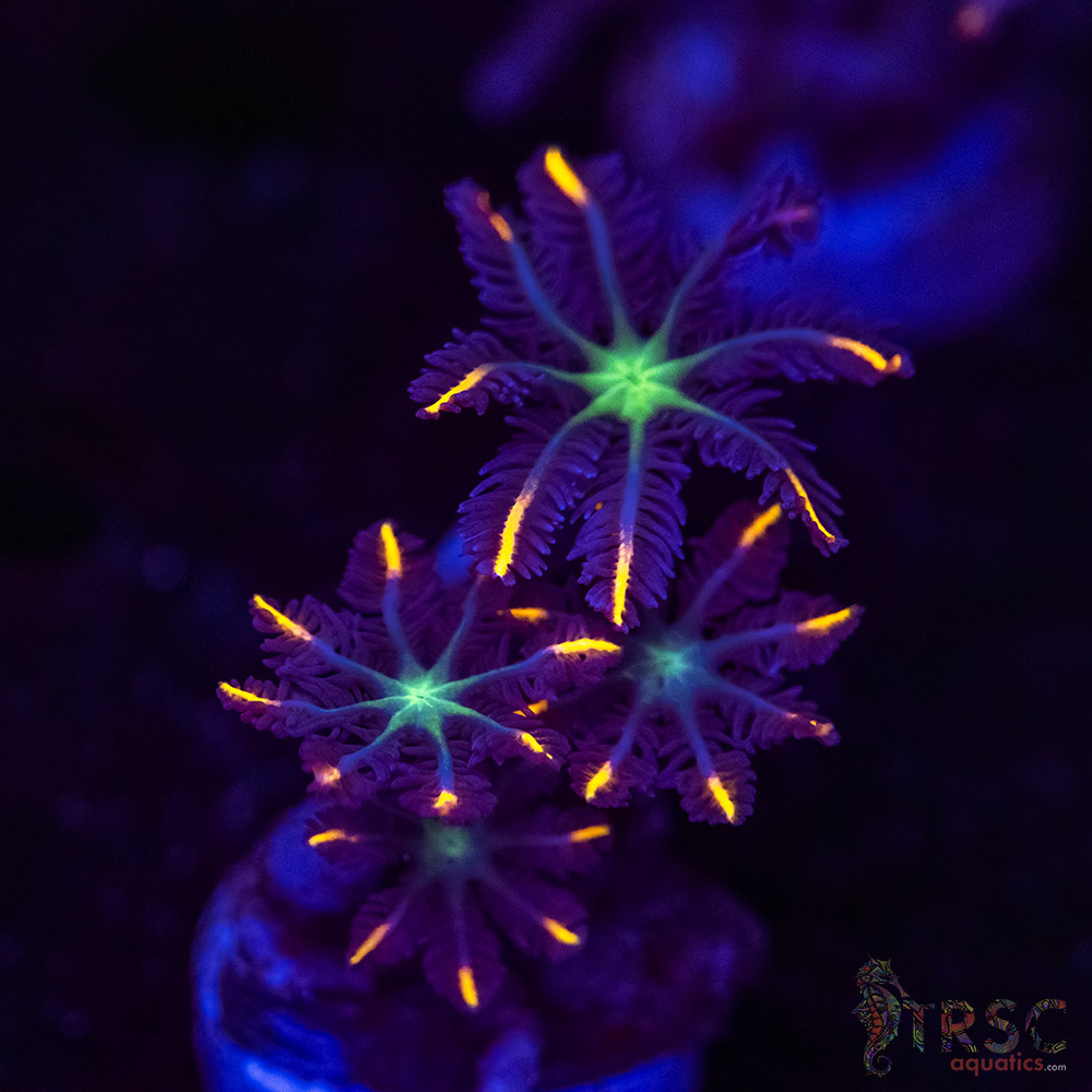 Firework Clove Polyps X20 2 Firework Clove Polyps X20