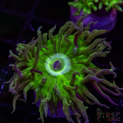 AUS Duncan Coral P01