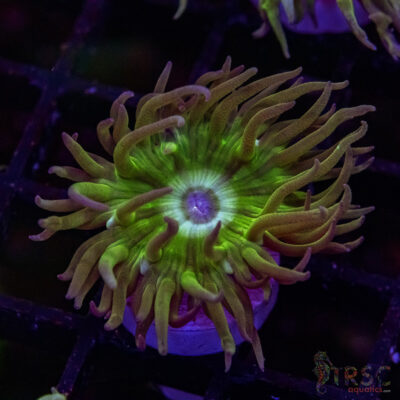 AUS Duncan Coral P02