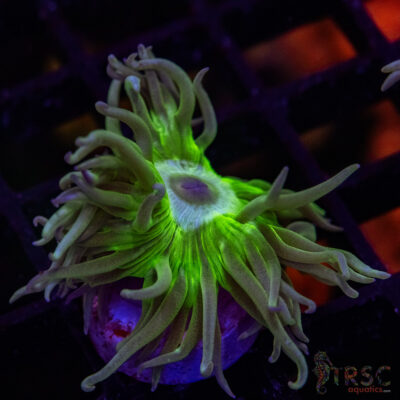 AUS Duncan Coral P04