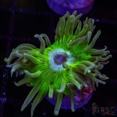 AUS Duncan Coral P05