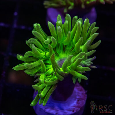 AUS Duncan Coral P06