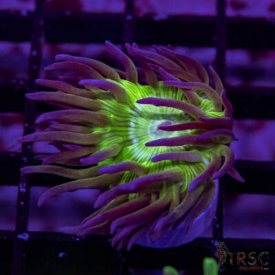 AUS Duncan Coral P07