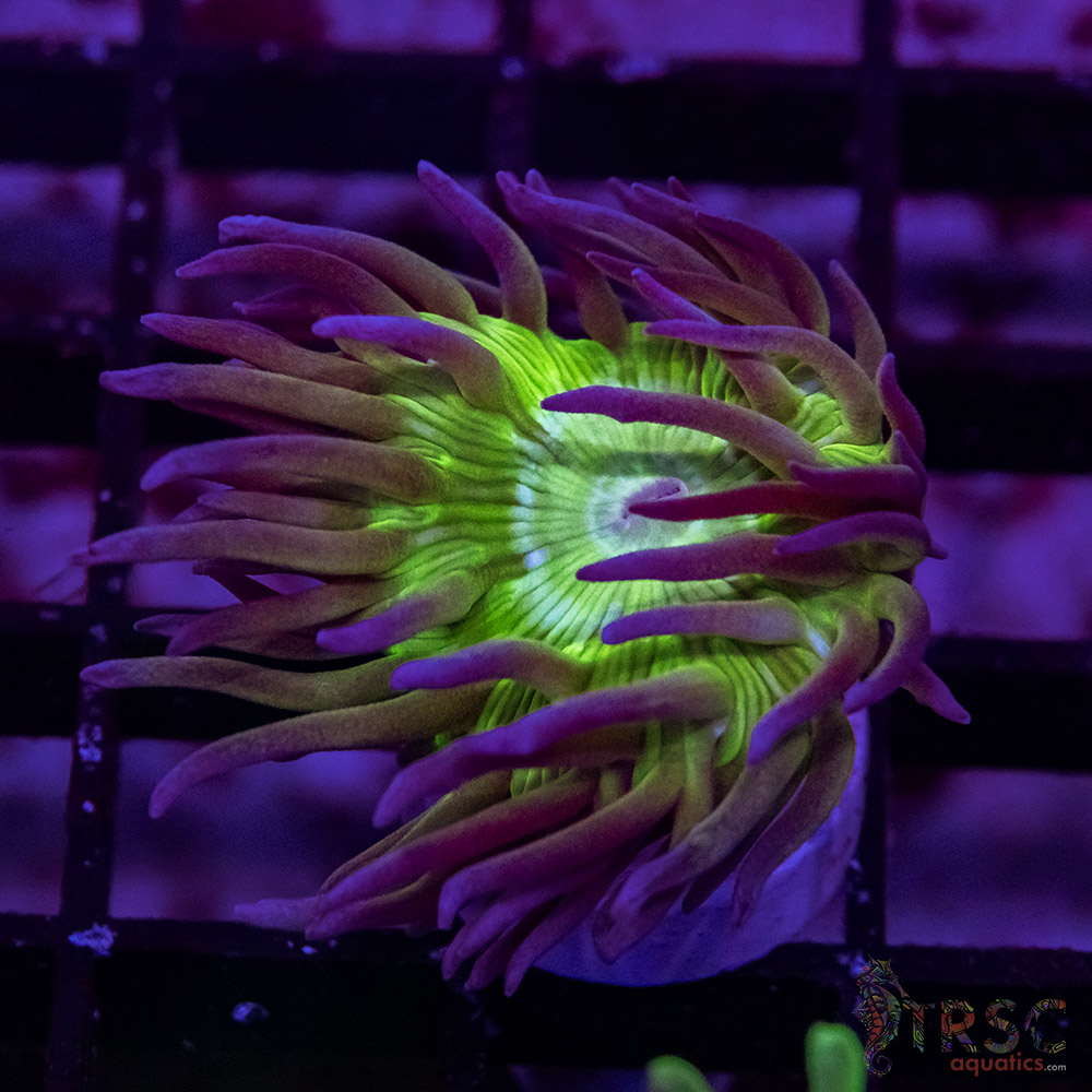 AUS Duncan Coral P07 3 AUS Duncan Coral P07