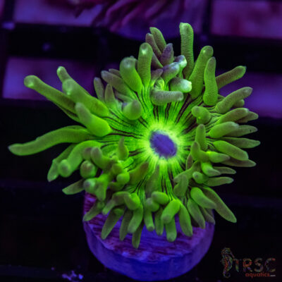 AUS Duncan Coral P08