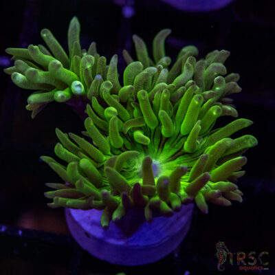 AUS Duncan Coral P09
